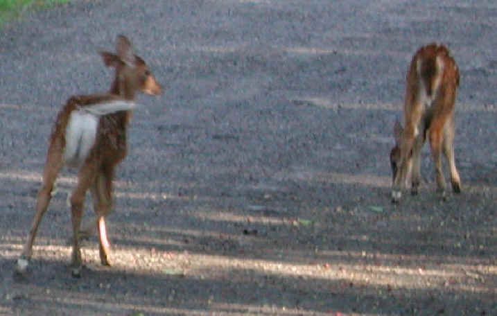 White-Tailed Deer (Odocoileus virginianus) - 67