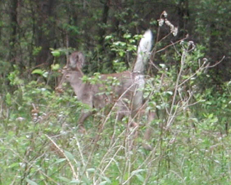 White-Tailed Deer (Odocoileus virginianus) - 88