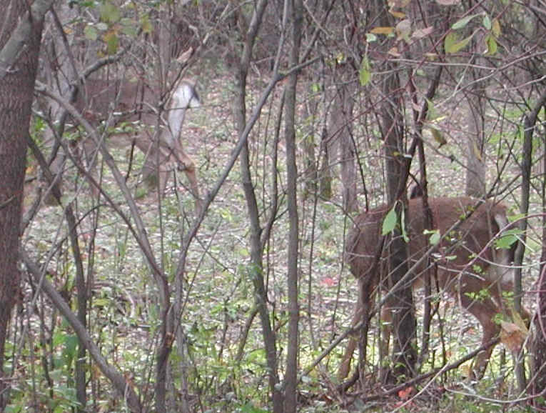 White-Tailed Deer (Odocoileus virginianus) - 89a
