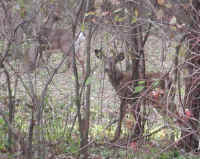 White-Tailed Deer (Odocoileus virginianus) - 90