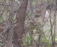 White-Tailed Deer (Odocoileus virginianus) - 94