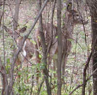 White-Tailed Deer (Odocoileus virginianus) - 98b