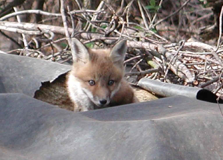 Red Fox (Vulpes vulpes) - 06