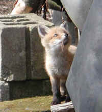 Red Fox (Vulpes vulpes) - 07a