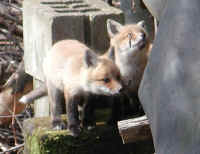 Red Fox (Vulpes vulpes) - 08