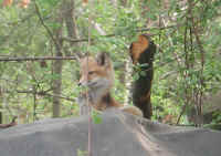 Red Fox (Vulpes vulpes) - 102