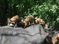 Red Fox (Vulpes vulpes) - 103