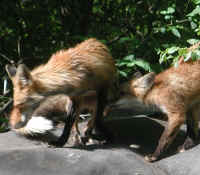 Red Fox (Vulpes vulpes) - 103a