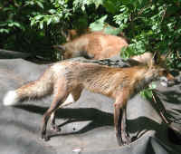 Red Fox (Vulpes vulpes) - 106
