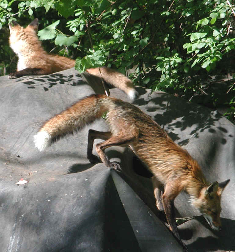 Red Fox (Vulpes vulpes) - 107