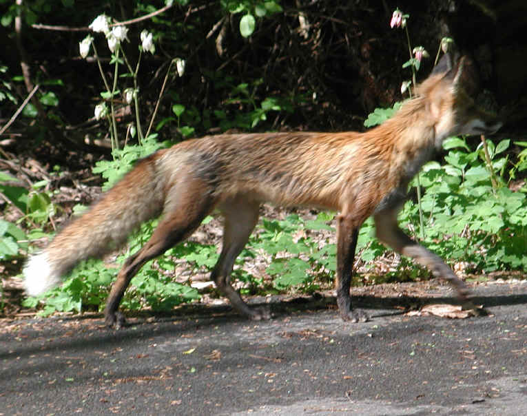 Red Fox (Vulpes vulpes) - 108