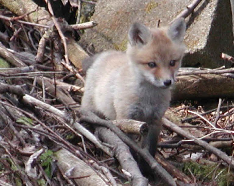 Red Fox (Vulpes vulpes) - 11