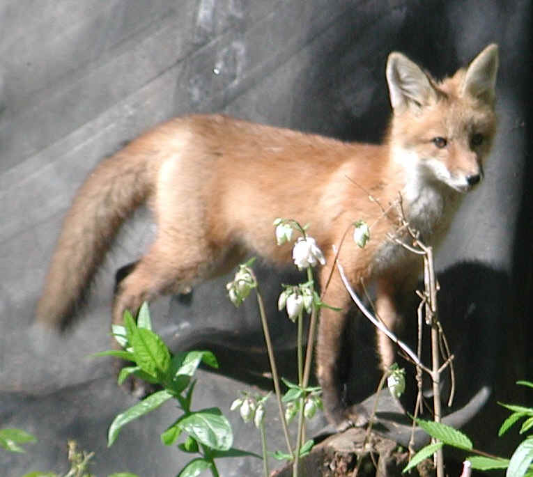 Red Fox (Vulpes vulpes) - 111