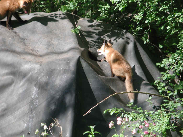 Red Fox (Vulpes vulpes) - 113
