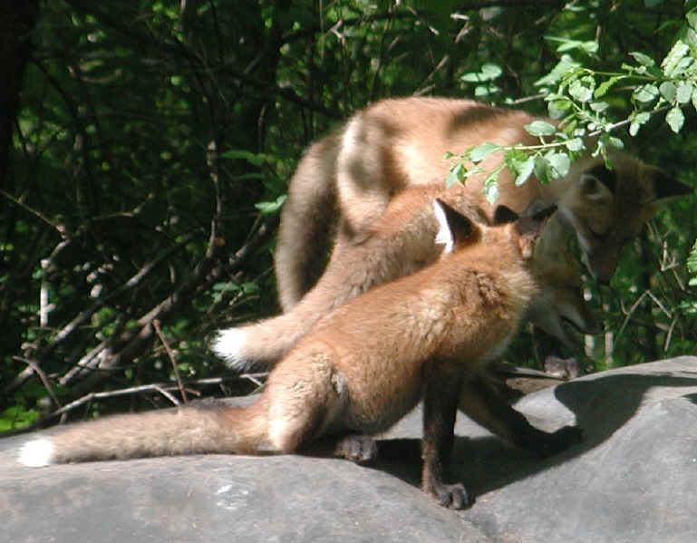 Red Fox (Vulpes vulpes) - 114