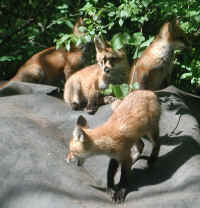Red Fox (Vulpes vulpes) - 116