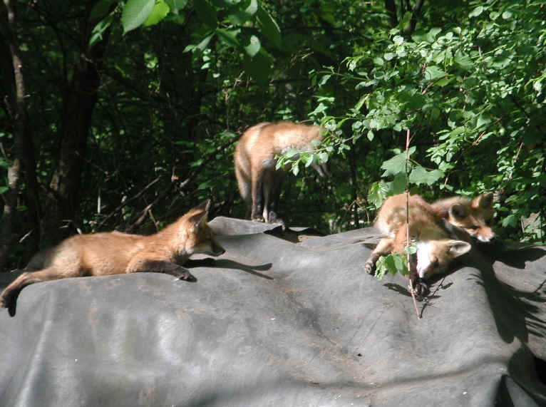 Red Fox (Vulpes vulpes) - 118