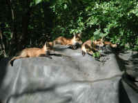 Red Fox (Vulpes vulpes) - 119