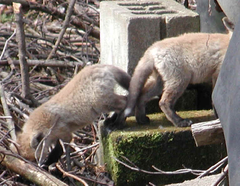Red Fox (Vulpes vulpes) - 12