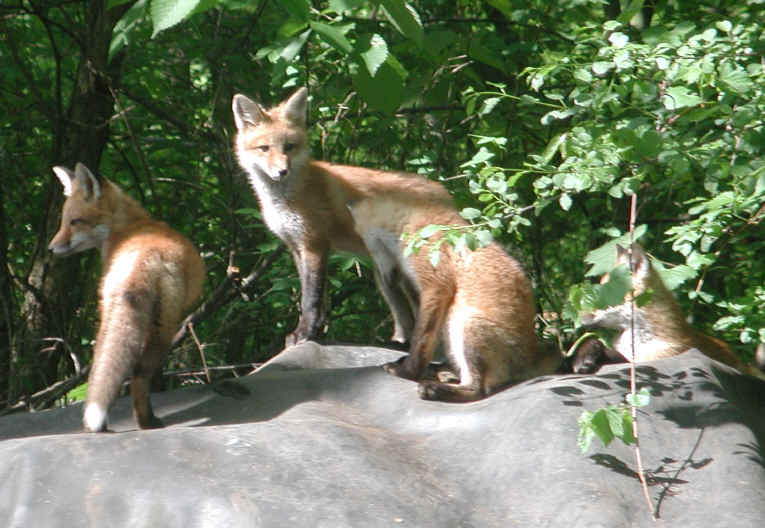 Red Fox (Vulpes vulpes) - 121
