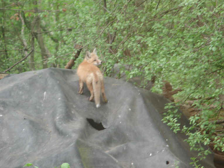 Red Fox (Vulpes vulpes) - 126