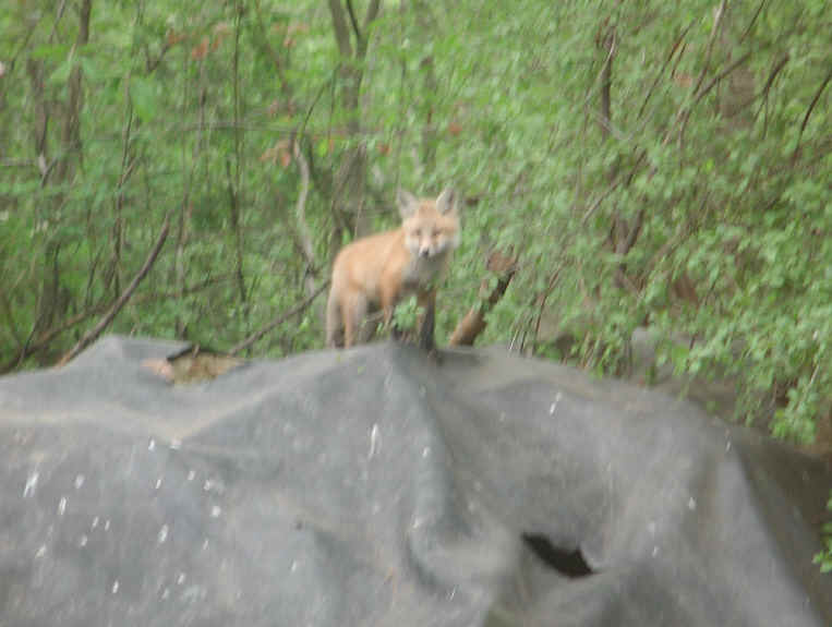Red Fox (Vulpes vulpes) - 129