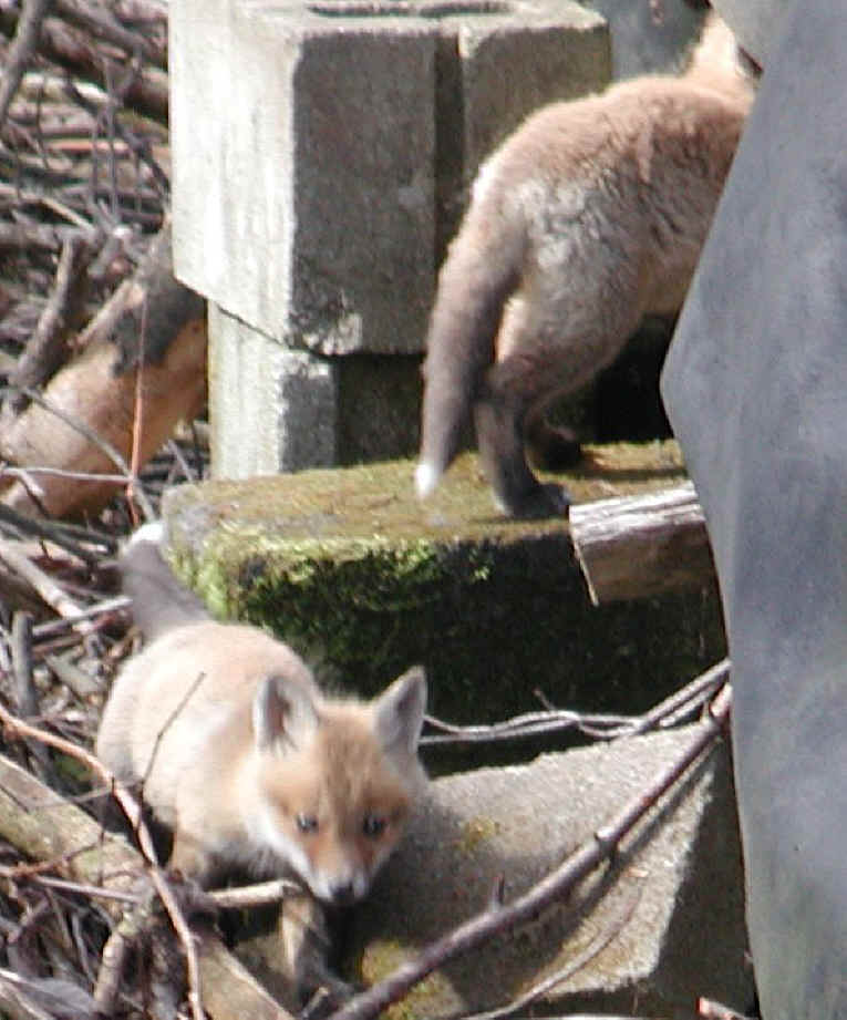Red Fox (Vulpes vulpes) - 13