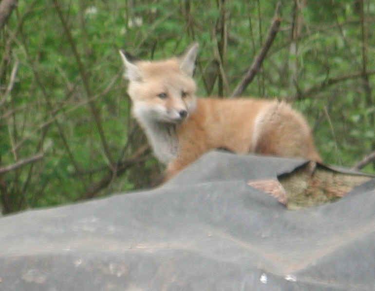 Red Fox (Vulpes vulpes) - 132