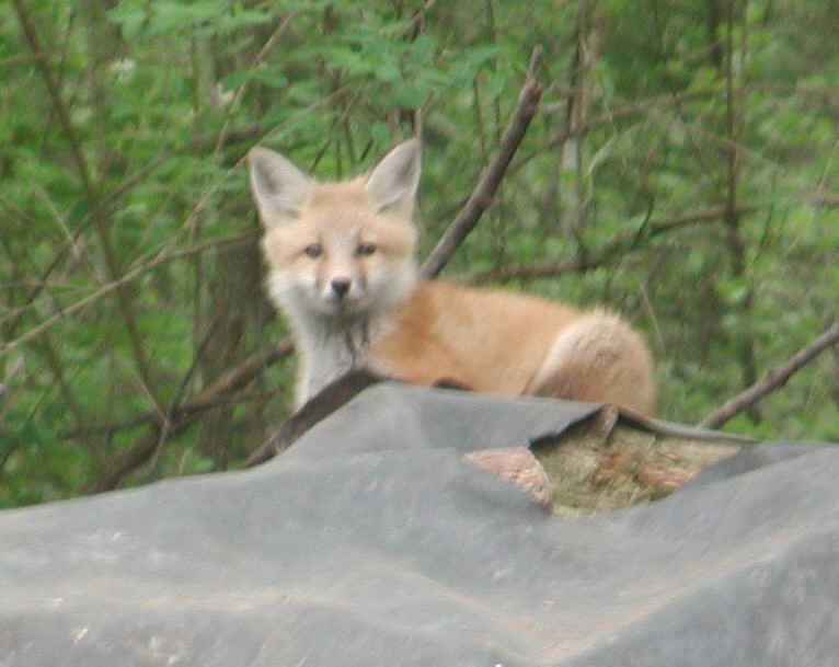 Red Fox (Vulpes vulpes) - 133