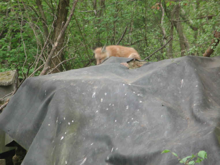 Red Fox (Vulpes vulpes) - 134
