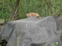 Red Fox (Vulpes vulpes) - 134