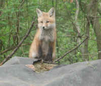 Red Fox (Vulpes vulpes) - 136