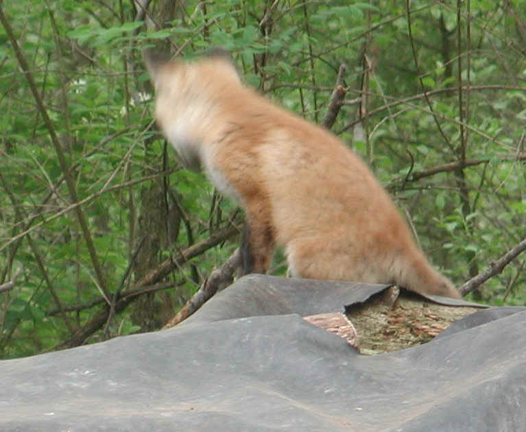 Red Fox (Vulpes vulpes) - 138