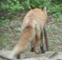 Red Fox (Vulpes vulpes) - 139