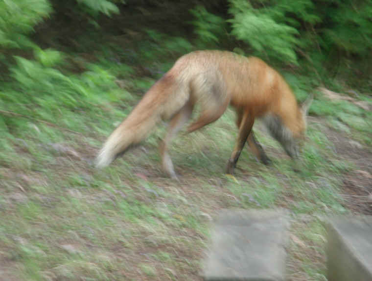 Red Fox (Vulpes vulpes) - 140