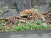 Red Fox (Vulpes vulpes) - 141
