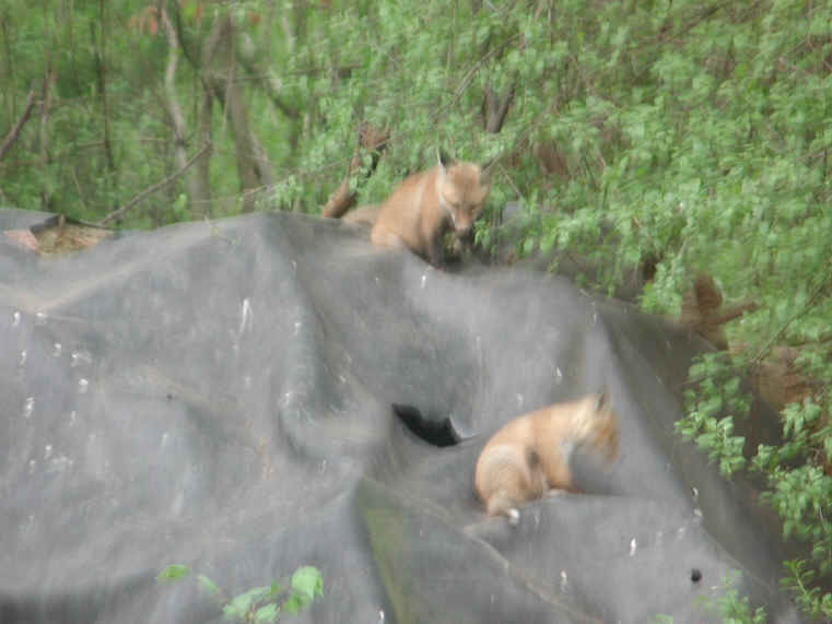 Red Fox (Vulpes vulpes) - 142