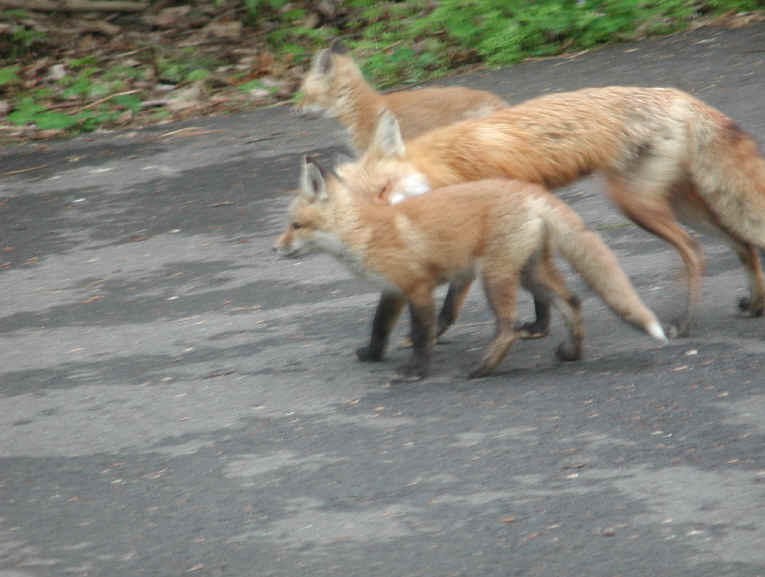 Red Fox (Vulpes vulpes) - 143