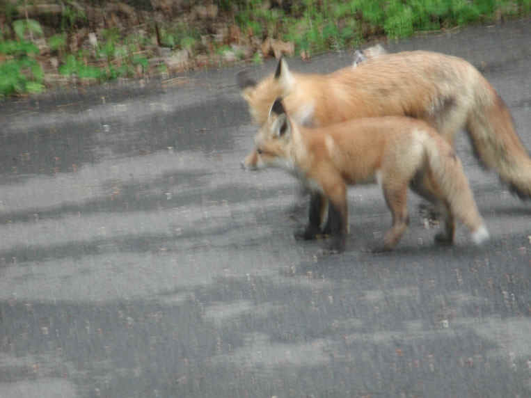 Red Fox (Vulpes vulpes) - 144