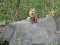 Red Fox (Vulpes vulpes) - 146