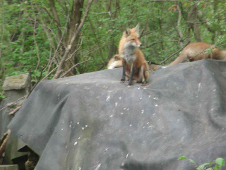Red Fox (Vulpes vulpes) - 147