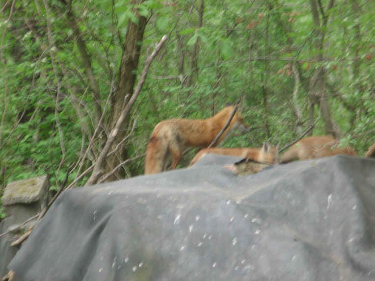 Red Fox (Vulpes vulpes) - 149