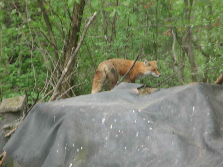 Red Fox (Vulpes vulpes) - 150