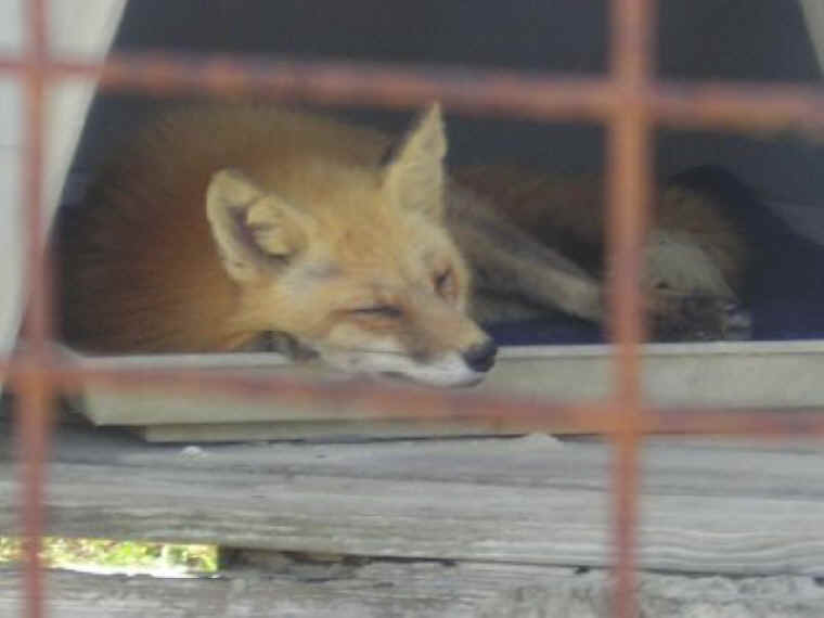 Red Fox (Vulpes vulpes) - 152