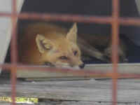 Red Fox (Vulpes vulpes) - 154