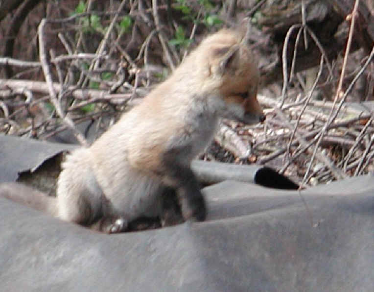 Red Fox (Vulpes vulpes) - 20