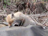 Red Fox (Vulpes vulpes) - 23