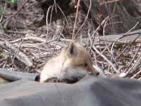 Red Fox (Vulpes vulpes) - 24