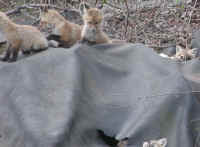 Red Fox (Vulpes vulpes) - 27