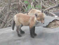 Red Fox (Vulpes vulpes) - 29